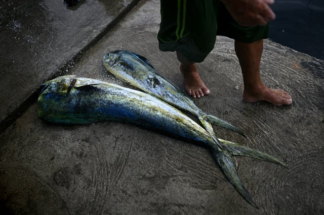 Un pêcheur à côté de sa prise du jour dans un port de Caraballeda, dans l'État de La Guaira, au Venezuela, le 24 septembre 2025.