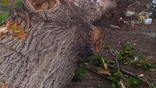 El tronco de árbol presentaba signos de avanzado deterioro.