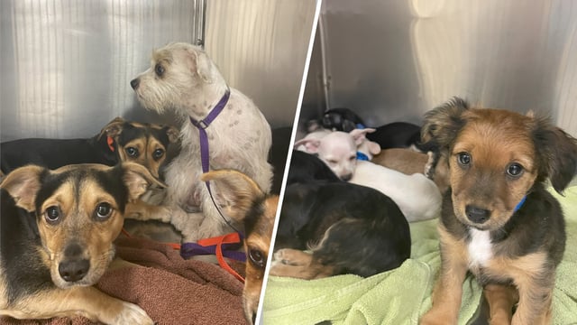 More than 18 dogs were taken from a property in Coachella and rescued by the Riverside County Department of Animal Services.