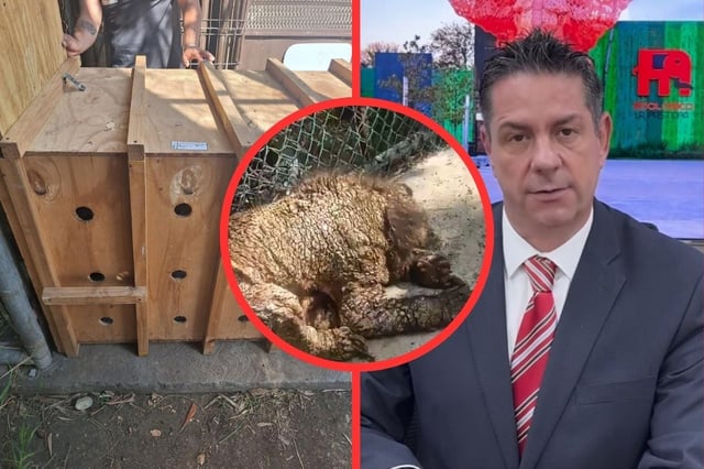 Autoridades de Nuevo León separaron del cargo al coordinador general del Zoológico La Pastora. | Crédito: redes sociales/Profepa