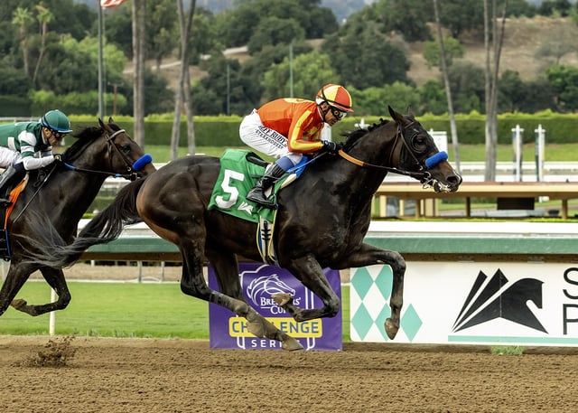 Nevada Beach and jockey Mike Smith iwn the Grade I $300,000 Goodwood Stakes Saturday, September 27, 2025 at Santa Anita Park, Arcadia, CA.
(Benoit Photo)