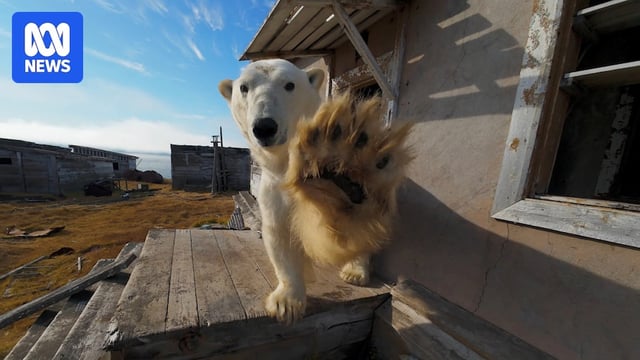 A white bear with its paw raised like a high five, sitting on a deck with a blue sky background