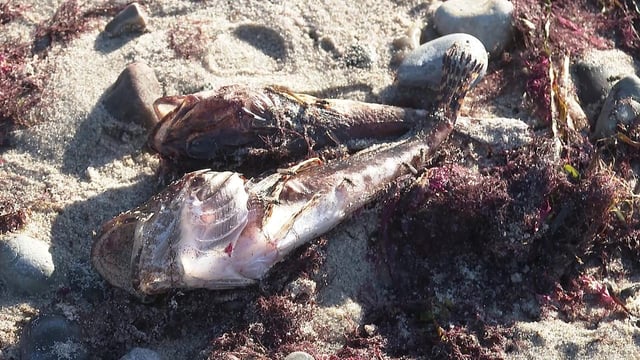 Touristen entdeckten die toten Tiere an beliebten Urlaubs-Stränden.