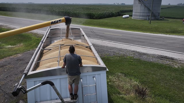 A farmer in Illinois loads a truck with soybeans for sale. Photo: Scott Olson/Getty Images