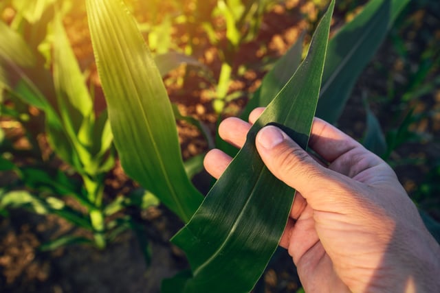 La semana pasada el Gobierno anunció la eliminación temporaria de las retenciones para determinadas producciones del agro, pero el cupo dispuesto se agotó rápidamente