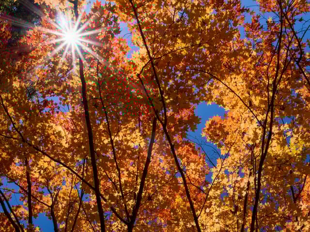 A small aperture turns the sun into a spiky ball, shining through vibrantly-colored maple leaves at the historic Forefathers' Burying Ground in Chelmsford, MA.