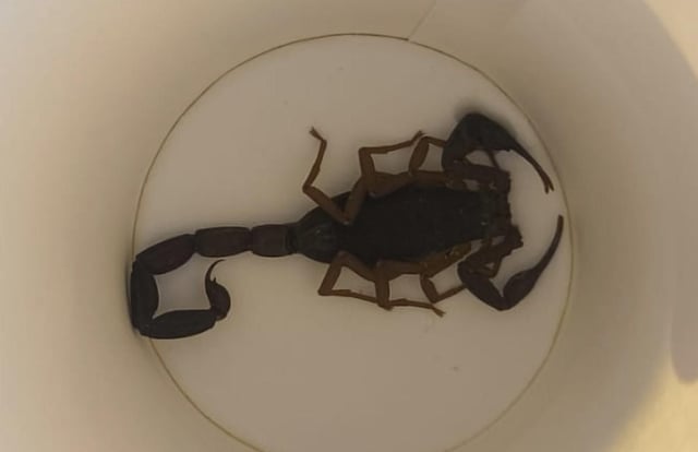 Escorpión que ha picado a una mujer en Alcorcón.