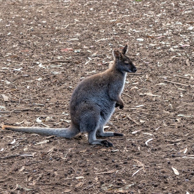 In Berlin-Kladow entkam ein Mini-Känguru aus einem Gehege.