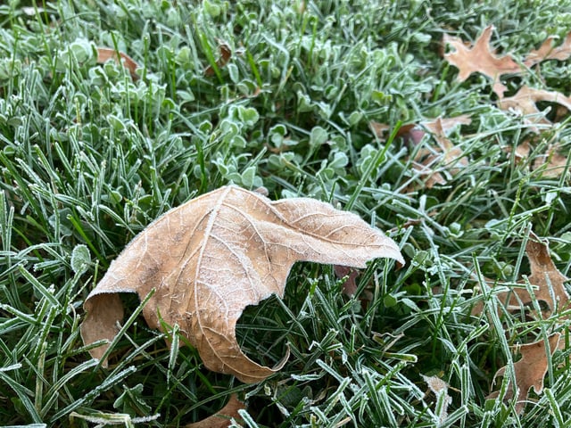 Frost covers the grass and leaves on a cold November morning in Central New Jersey.