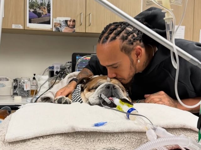 Lewis Hamilton junto a Roscoe, su emblemático perro que lo acompaña en las carreras.