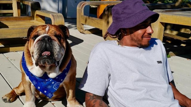 «Repose en paix, Roscoe»: la formule 1 adresse ses condoléances à Lewis Hamilton après la mort de son chien