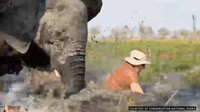 The bull charged canoes in the Okavango Delta, then another barges a tourist in the water