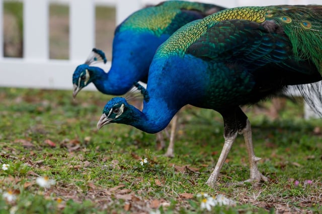 Peacocks seen in Tampa’s Wellswood neighborhood on Wednesday, Jan. 24, 2024. (Ivy Ceballo, Tampa Bay Times via TNS)