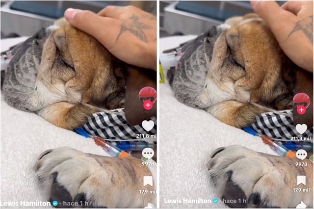 El último adiós de Hamilton a su perro Roscoe