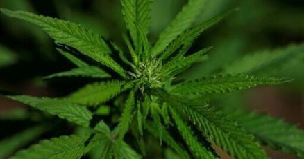 While the trial suggests something in the cannabis plant can treat pain, that does not mean all marijuana has the same effect, researchers say