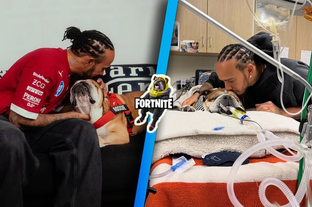 Roscoe, bulldog de Lewis Hamilton era considerado una "mascota influencer". (Fotos: @roscoelovescoco / @lewishamilton)
