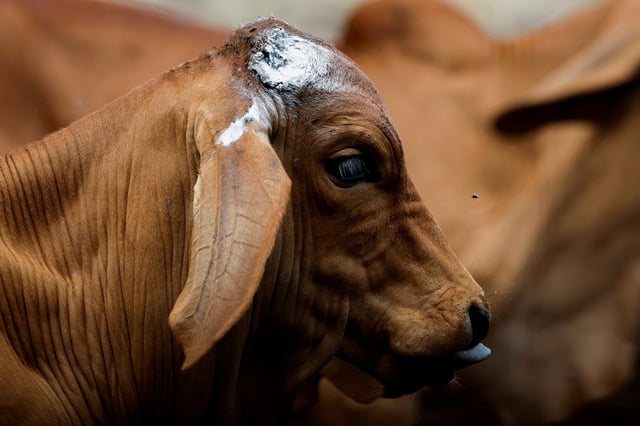 A view shows a calf after being sprayed with a disinfectant spray to prevent screwworm as the Mexican government and ranchers struggle to control the spread of the flesh-eating screwworm, in Tuxtla Gutierrez, Chiapas state, Mexico July 3, 2025. REUTERS/Daniel Becerril/File Photo