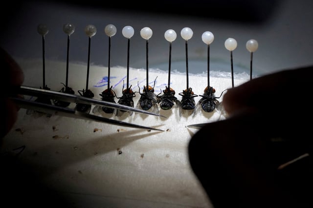 A COPEG biologist disects flies in a laboratory of the sterile fly production plant, which fights the spread of the cattle screwworm, in Pacora, Panama, June 11, 2025. REUTERS/Enea Lebrun/File Photo