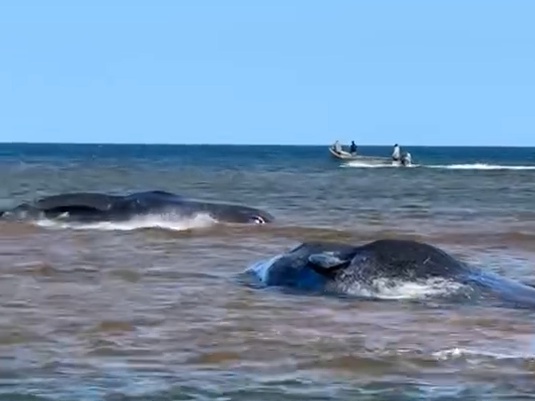 A small pod of three sperm whales became stranded in shallow waters off P.E.I.'s north shore on Saturday, Sept. 27. By Monday, Sept. 29, reports from the scene were that at least one, possibly two, of the animals had died. Efforts to determine the condition and possibility of rescue for the third were underway throughout the day. Contributed by Noah Day