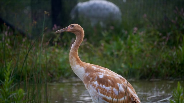 An endangered whooping crane named Ducky was set for release into the wild in Wisconsin and died after contracting highly pathogenic avian influenza. Photo courtesy of Hannah Jones/International Crane Foundation