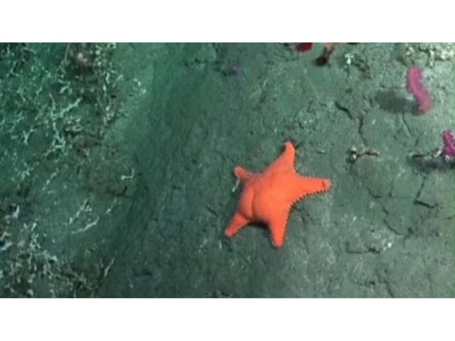 La segunda expedición del Conicet bajo el mar arrancará este martes pero en otra locación.