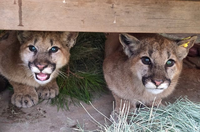 Two orphaned mountain lions were released north of Ramona earlier this month after undergoing six months of care at the San Diego Humane Society’s Ramona Wildlife Center. The two males weighed about 60 pounds when they were released. Each animal was microchipped, fitted with tracking collars and tagged. The facility has taken in 16 mountain lions since 2020.  Photo credit, San Diego Humane Society