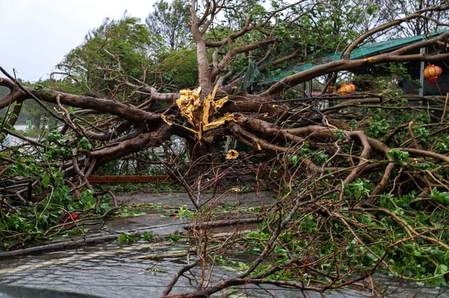 Fallen trees lie on the ground after Typhoon Bualoi makes landfall in Nghe An province, Vietnam, September 29, 2025. REUTERS/Thinh Nguyen