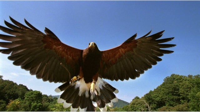 A female Harris’s hawk is seen in 1998 at The Homestead resort in Hot Springs, Va., (AP File Photo/The Roanoke Times, Kelly Hahn Johnson)
