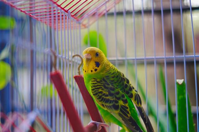 Budgie Fest 2025 will be held on Saturday, October 25 at the Campbelltown Convention Centre in Rostrevor from 12pm-3pm. (File)