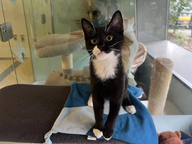 Tierheim Nürnberg startet Aufruf - Katze Corona-positiv getestet