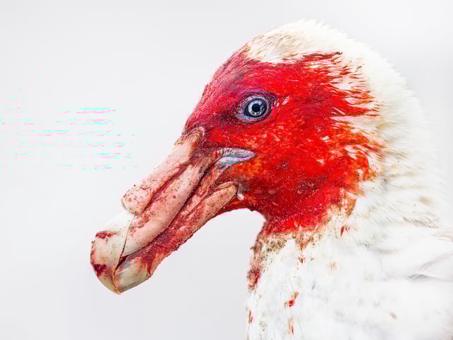 Steffen Foerster’s photo of a southern giant petrel, its white feathers stained with blood, won the best portrait category of this year’s Bird Photography of the Year award. The scavenger birds are native to the Southern Ocean, with this photo taken in the Falkland Islands.
