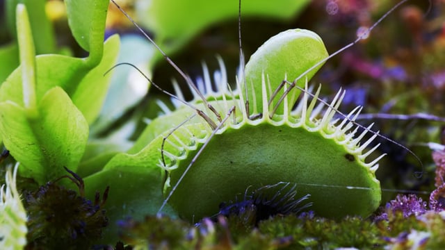 Venus flytrap with bug inside