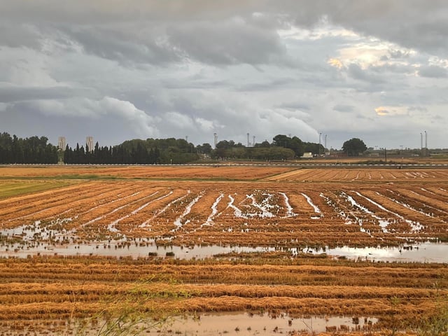 Campos de arroz anegados tras el temporal, ayer.