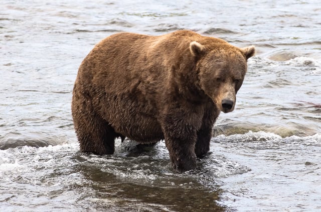 Bear 856 is one of the largest bears in the river.