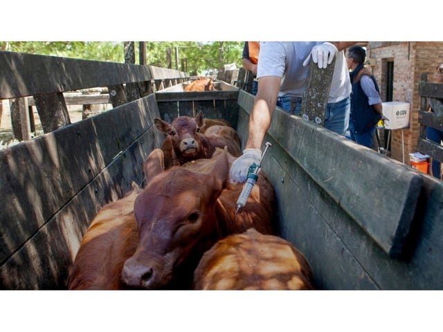 Flexibilizan importación de vacunas anti aftosa