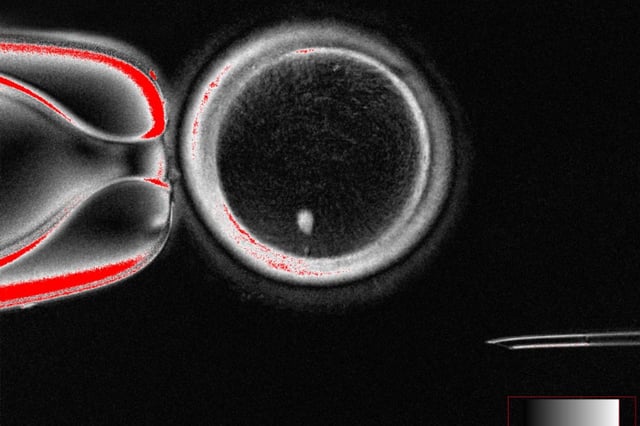 © Mitalipov laboratory