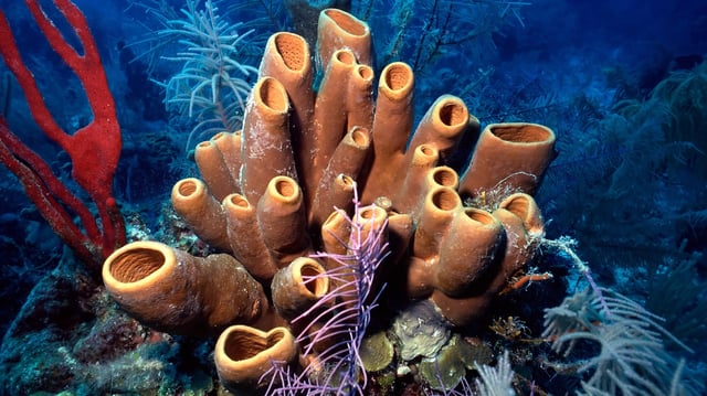 A rare chemical indicator suggests sponges may have arrived as the first animals on Earth.