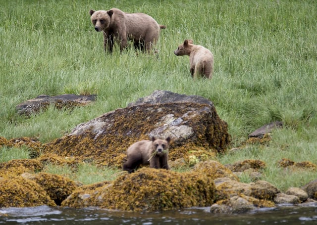 A grizzly bear and its two cubs are seen in the Khutzeymateen Inlet near Prince Rupert, B.C., Friday, June, 22, 2018. THE CANADIAN PRESS Jonathan Hayward