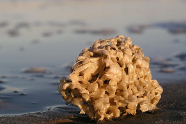 Las esponjas son las más primitivas de los invertebrados multicelulares.