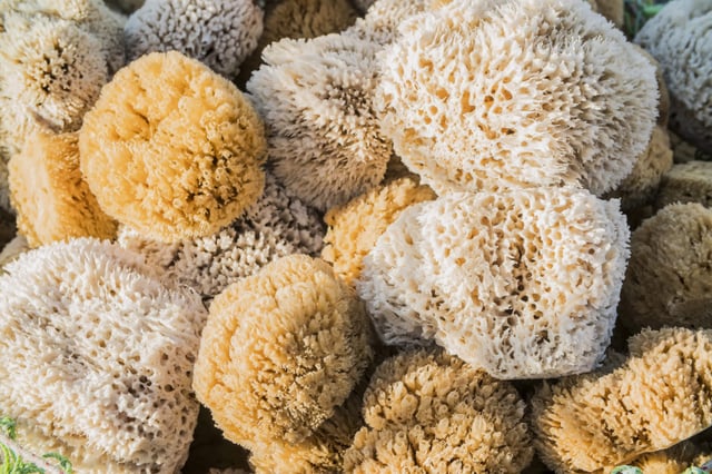 Colorful sea sponges line the ocean floor. (© denissimonov - stock.adobe.com)