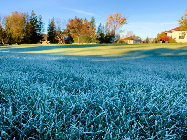A stock image of frosty grass during cold temperatures