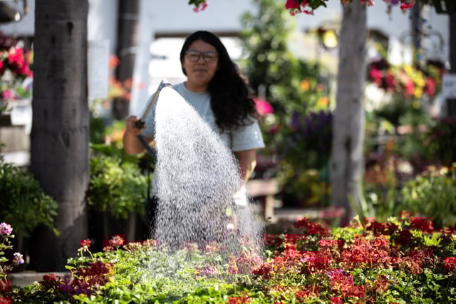Jesabel Soto-Durso, an employee at Walter Andersen Nursery, waters plants on Tuesday, Sept. 30, 2025 in San Diego. The San Diego City Council delayed a planned vote Tuesday on a proposal that could raise water rates by more than 60 percent over the next four years.  (Ana Ramirez / The San Diego Union-Tribune)