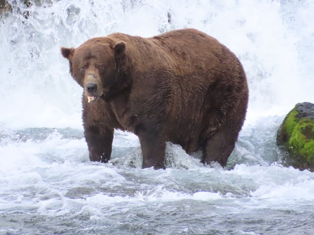 Bear 32, Chunk, poses for a photo mid-salmon hunt.