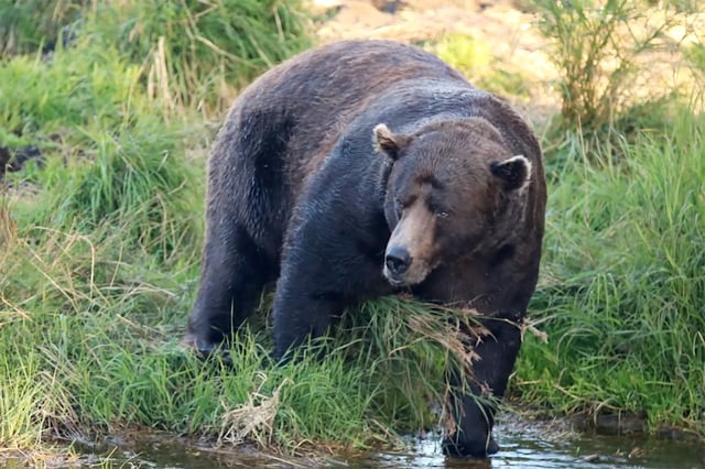 Bear 32 Chunk in Brooks Falls area of Katmai National Park in Alaska.