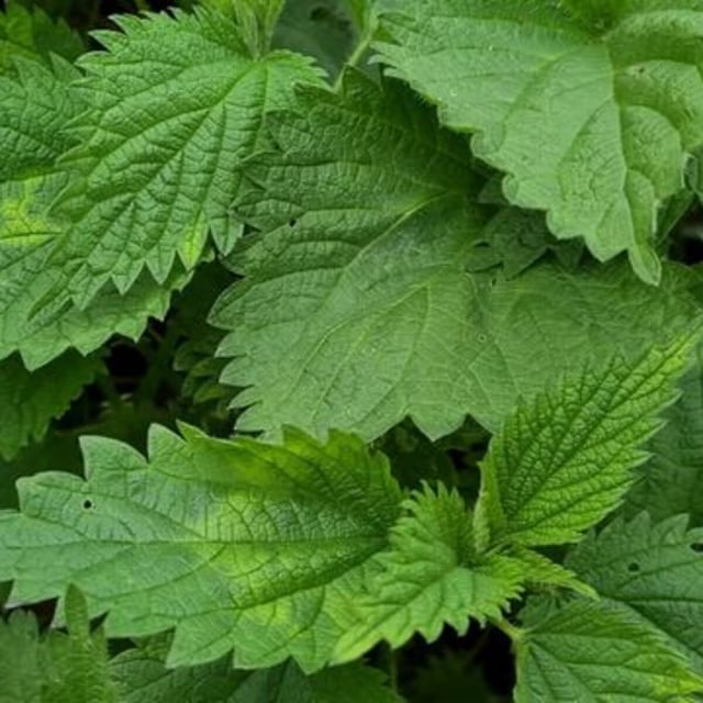 Sie brennt, wuchert und vertreibt andere Arten: Die Brennnessel hat einen schlechten Ruf. Tatsächlich ist die Pflanze aber sehr nützlich im Garten.