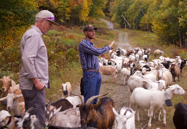 Adam Ricci, right, of Cloud Brook Grazing, talks with Jay Peak Resort director of mountain operations Andy Stenger while his herd of about 150 goats and sheep graze on a ski slope at Jay Peak in Jay, Vt., Friday, Sept. 26, 2025. (AP Photo/Amanda Swinhart)