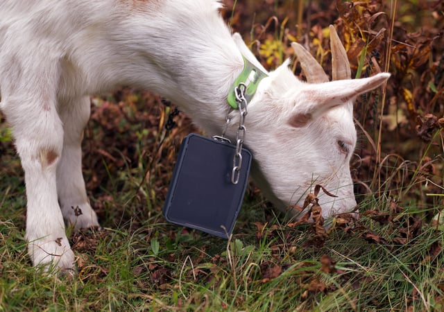 A goat grazes on a ski slope at Jay Peak Resort, Friday, Sept. 26, 2025 in Jay, Vt. (AP Photo/Amanda Swinhart)