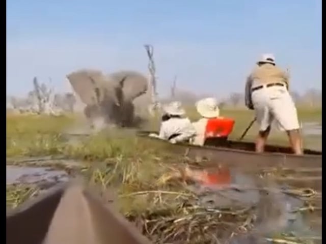 Un elefante macho atacó a dos balsas que llevaban turistas. Foto: captura video
