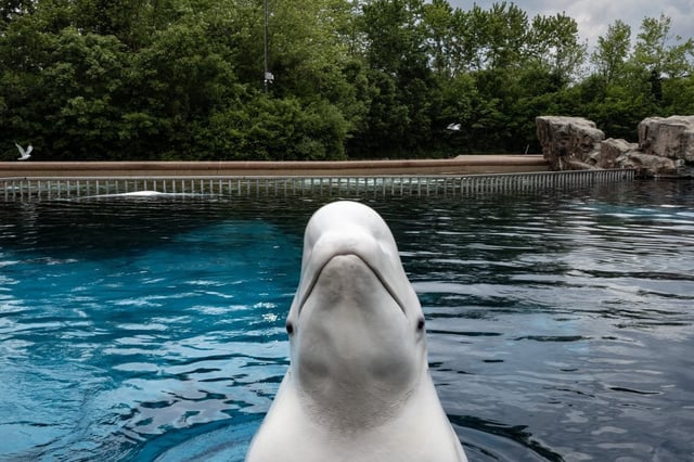 A beluga whale surfaces from a tank  to be fed by an employee at Marineland amusement park in Niagara Falls, Ont., Friday, June 9, 2023. THE CANADIAN PRESS/Chris Young