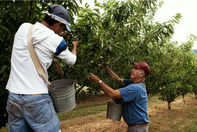 USCIS anunció un nuevo proceso para agilizar las solicitudes de visa H-2A de trabajadores agrícolas temporales. | Crédito: AFP